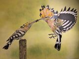 Hoopoes
