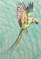 Rose-Ringed Parakeet