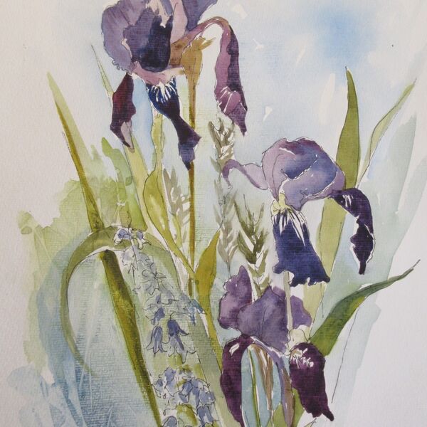 Iris