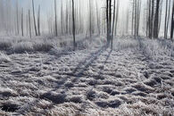Winter Trees Yellowstone