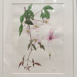 No. 20 "Clematis Study"