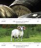hidden cask /sheep with imposing horns