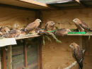 Kites becoming more active