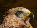 Red Kite takes an interest in the camera!