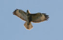 6. Common Buzzard - Buteo buteo