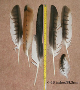 Wing and tail feathers kindly left in my garden courtesy of moulting kites.
