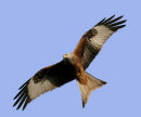 2. Taxonomy, Description, Plumage and Moult