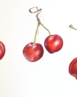 Cherries