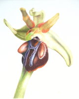 Ophrys Grammica