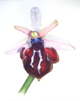 Ophrys Spuneri, Grigorian Orchid