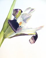 Widow or Snake's Head Iris. 26.3 x 30.6cm
