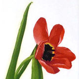 scarlet