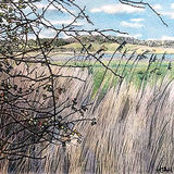 last autumn's brambles