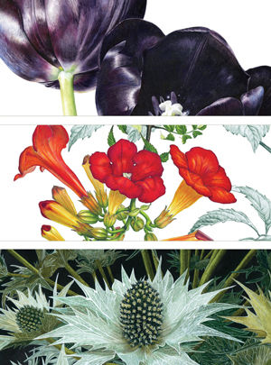 SBA Plantae