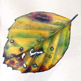 beech leaf