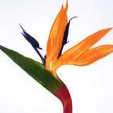 bird of paradise