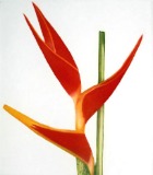 flowers with attitude 