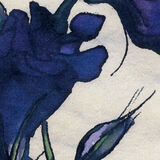 Lisianthus 2