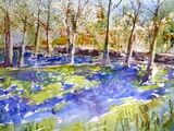 Bluebell Wood