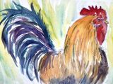 Cockerel