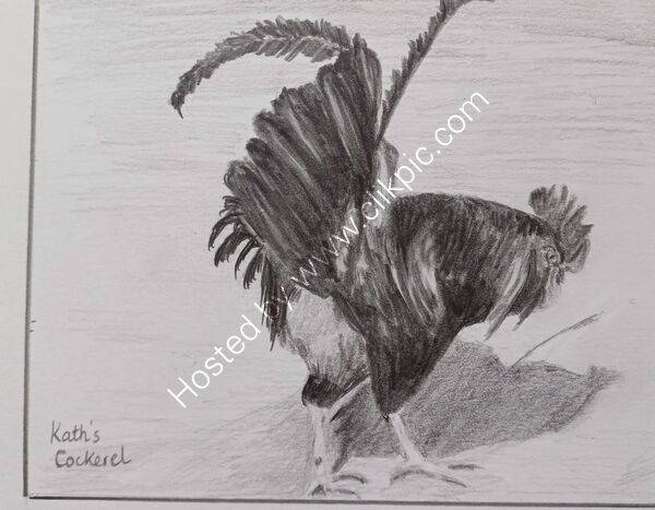 Kath's Cockerel
