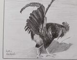Kath's Cockerel