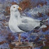 LONE HERRING GULL