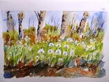 Snowdrops