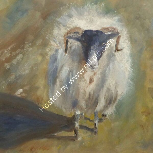 Woolly Ewe oil on board 30 x 30 unframed £95