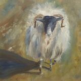 Woolly Ewe oil on board 30 x 30 unframed £95
