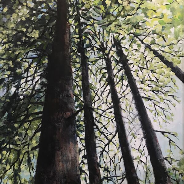 Tree Canopy