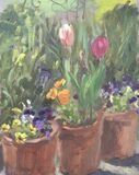 Tulips and Pansies in the Garden
