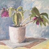 Lenten Roses in Daylight