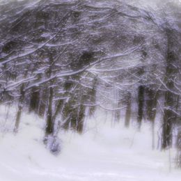 03421 "Bower of Snow'