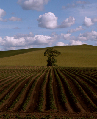 Tree in a Potato Field