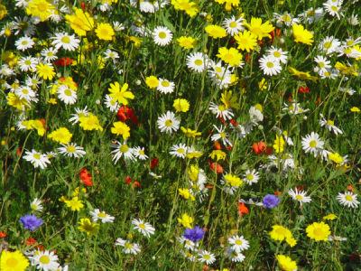 4. Flowers