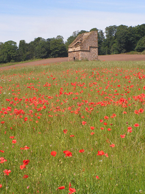Poppy Field