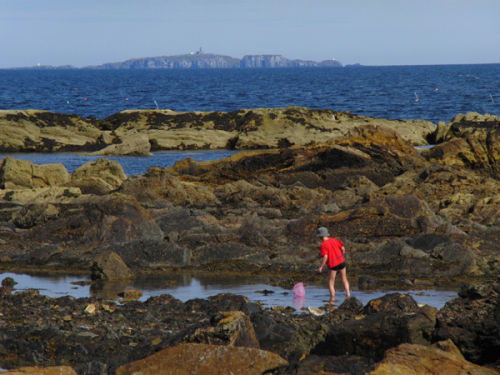 Searching in the Rock Pools