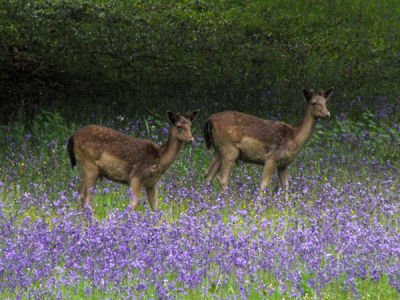 3. Young Deer