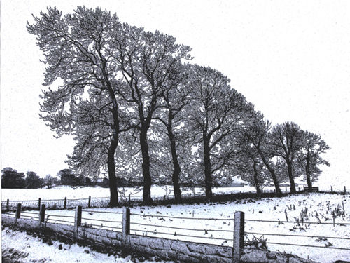 The Winter Tree Line