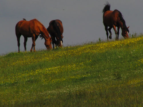 Horses In The Meadow