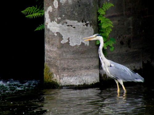 A Heron Fishing