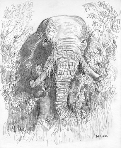 Bull Elephant, Masai Mara