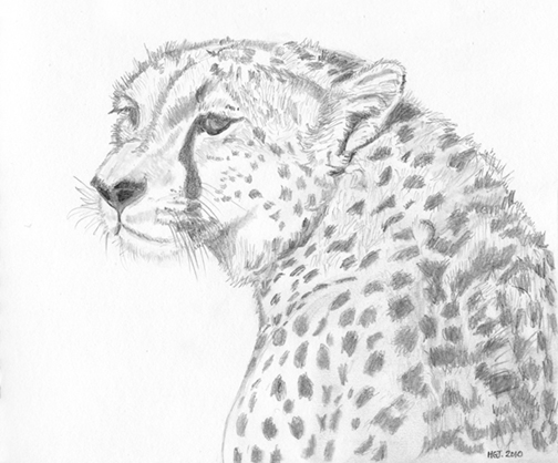 Cheetah, Masai Mara.