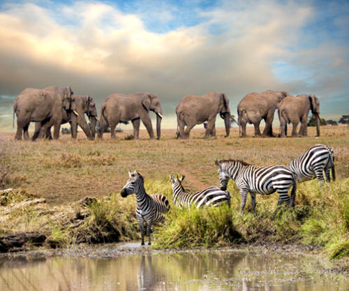 Elephant & Zebra in the Mara