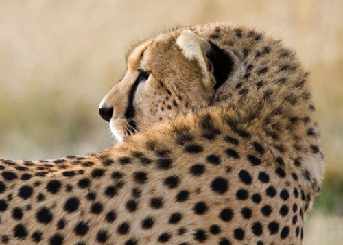 Ever watchful Cheetah