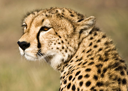 Female Cheetah Portrait