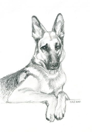 German Shepherd.