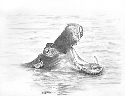 Yawning Hippo.