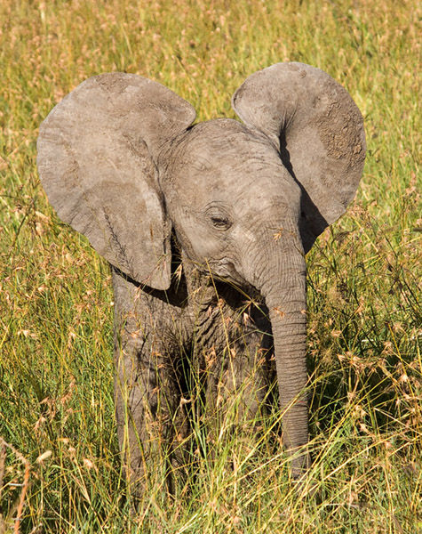 Baby 'Dumbo'